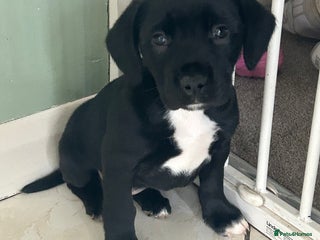 Mixed Breed dogs - Advert 2