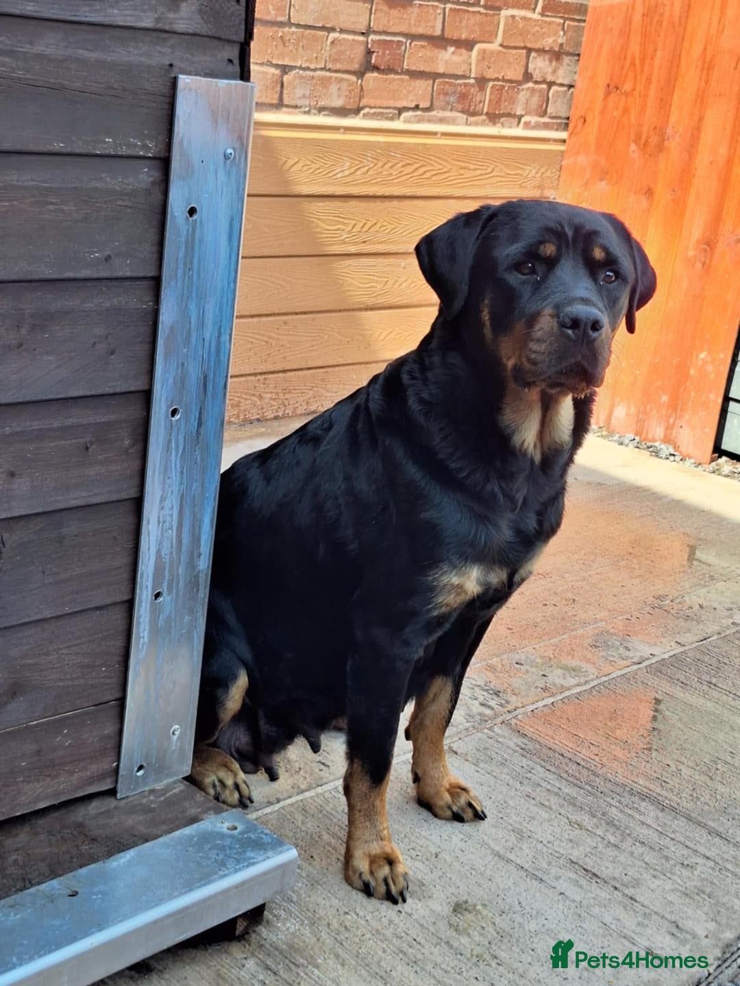 Rottweiler dogs for sale:  Beautiful Rottweiler puppies  - Image 8