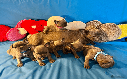 French Bulldog dogs for sale: Adorable Puppies Looking for a New Home! - Image 19