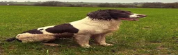English Springer Spaniel dogs for sale: Beautiful Springer Spaniel Puppies For Sale  - Advert 30