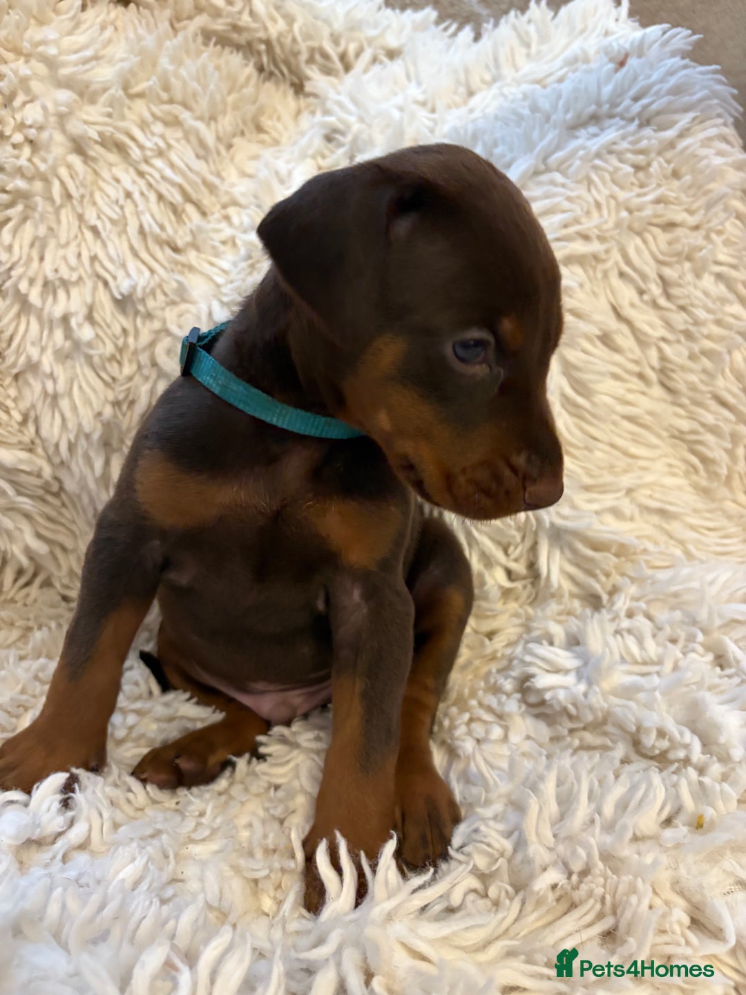 Dobermann dogs for sale: 12 stunning Doberman puppies - Image 34