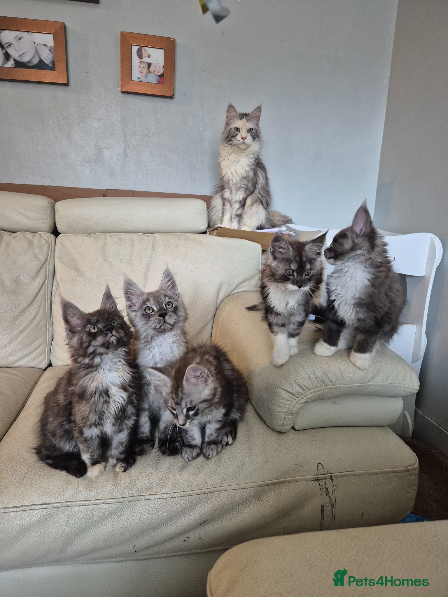 Maine Coon cats Tica registered maine coon kittens  - Advert 2
