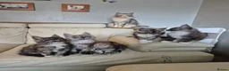 Maine Coon cats for sale: Tica registered maine coon kittens  - Advert 2