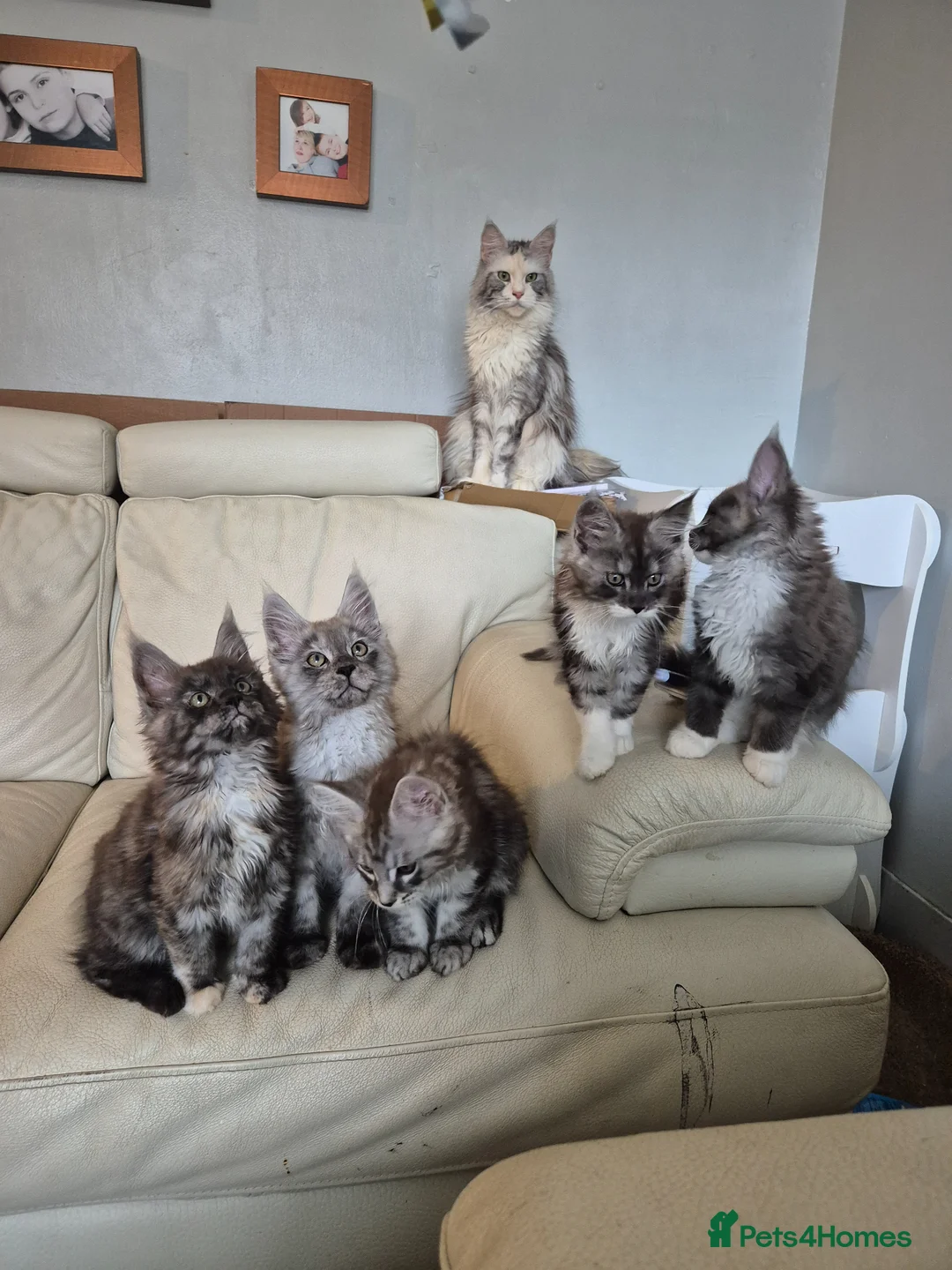 Maine Coon cats for sale: Tica registered maine coon kittens  - Advert 2