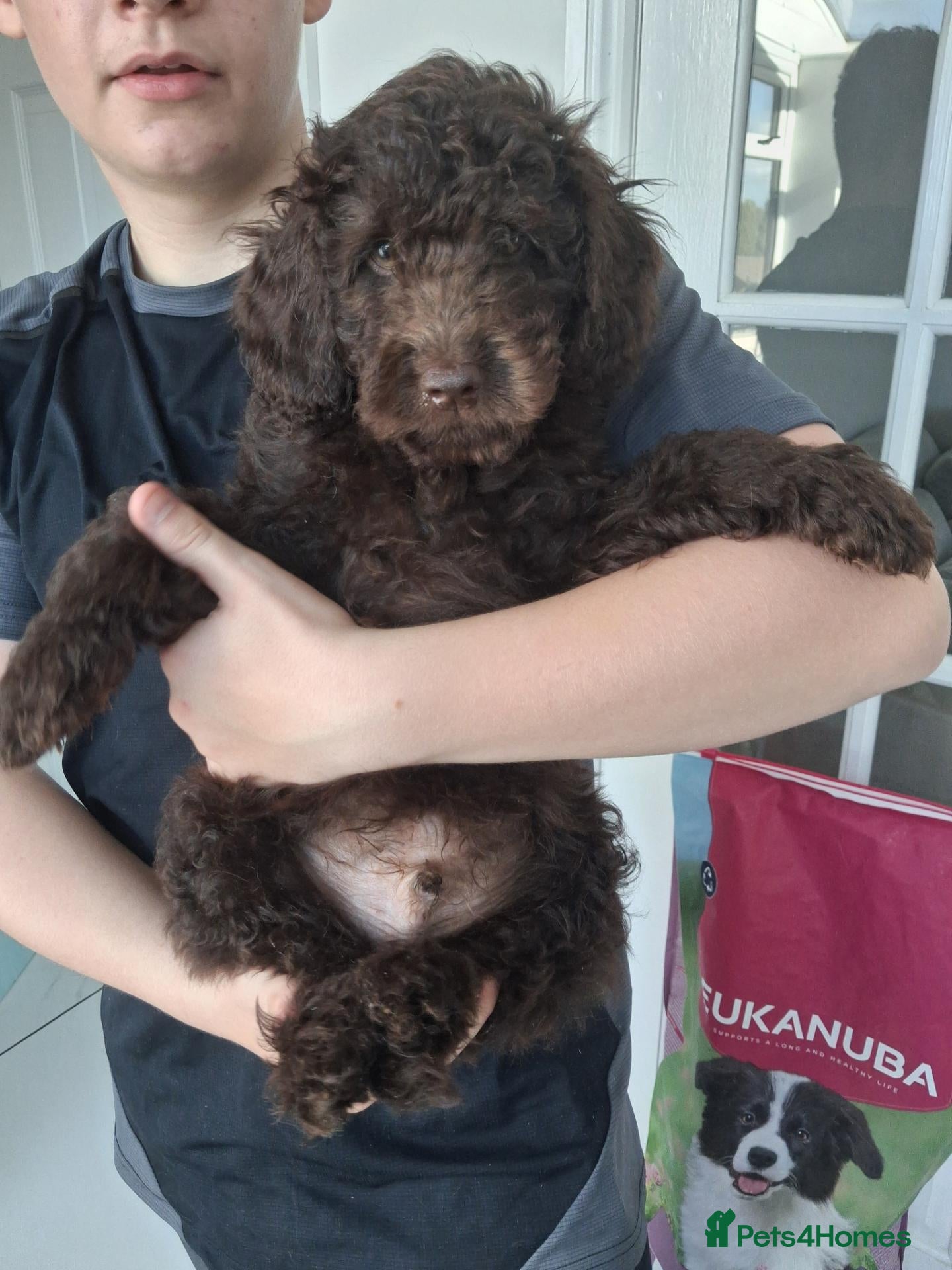 Goldendoodle dogs  Medium Goldendoodle puppies - Advert 2