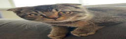 Scottish Fold cats for sale: Scottish fold x bengal female in Cleethorpes - Advert 1