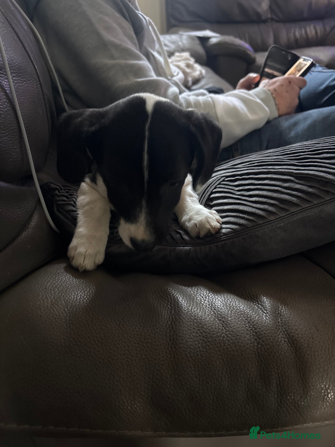 Mixed Breed dogs for sale: Last one - Advert 3