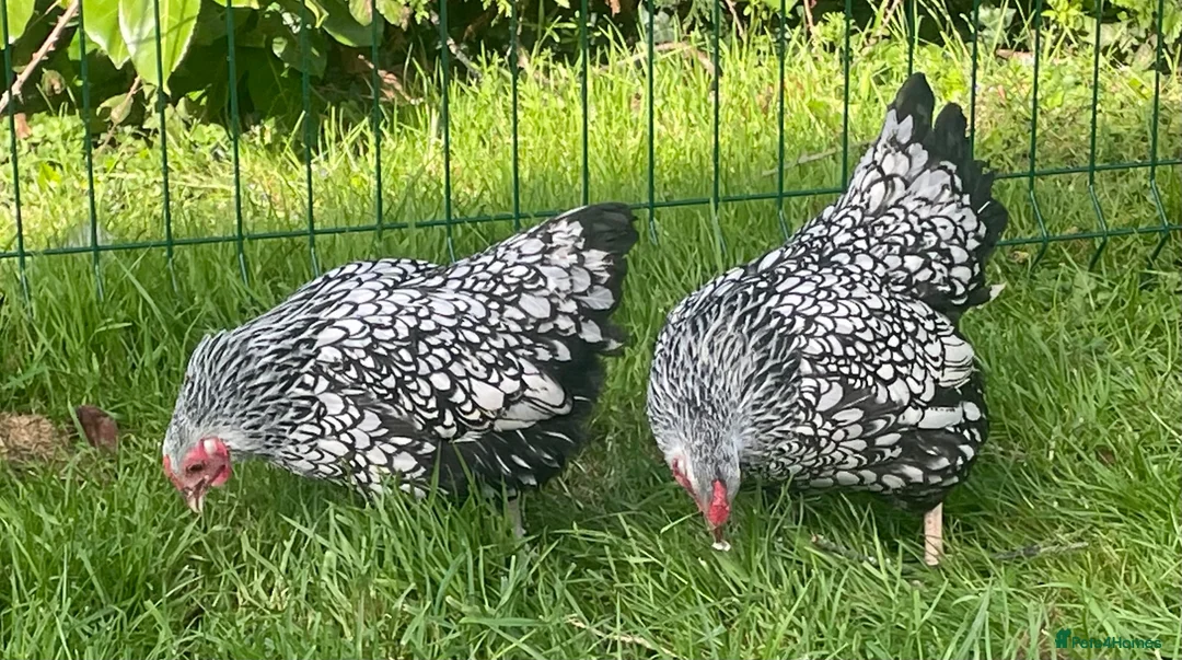 Chickens poultry for sale: Silver laced Wyandotte bantams - Advert 5