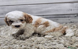 Cavapoo dogs for sale: Beautiful Toy Cavapoo Puppies for sale - Image 3