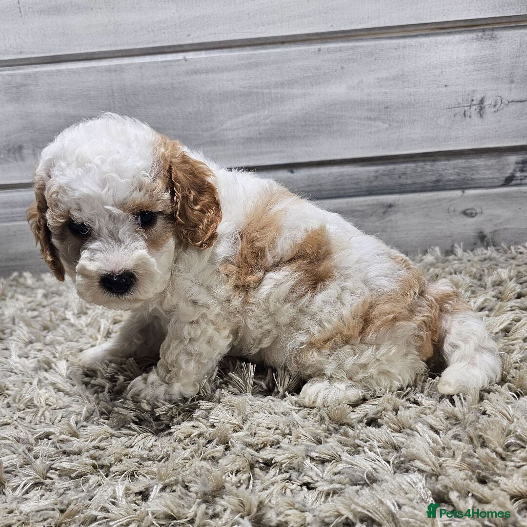 Cavapoo dogs for sale: Beautiful Toy Cavapoo Puppies for sale - Image 3