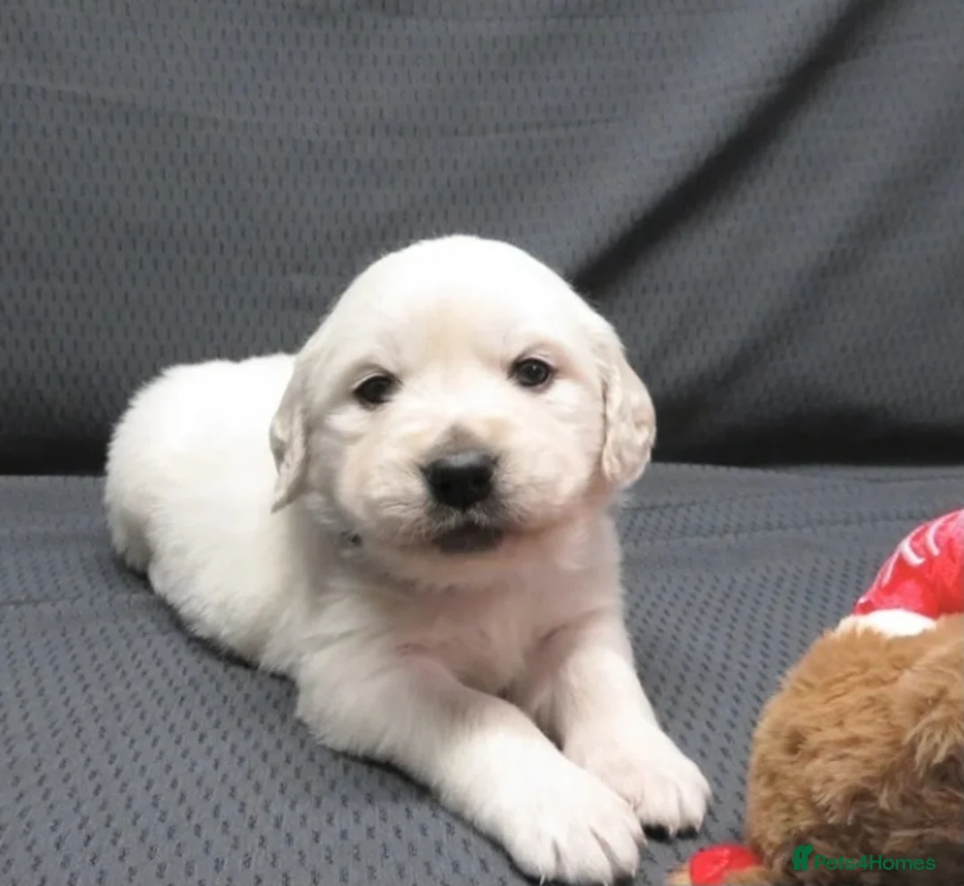 Golden Retriever dogs for sale: Beautiful golden retriever puppies  - Advert 3