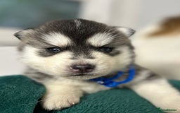 Siberian Husky dogs for sale: KC Lovingly Raised Siberian Husky Puppies - Image 6