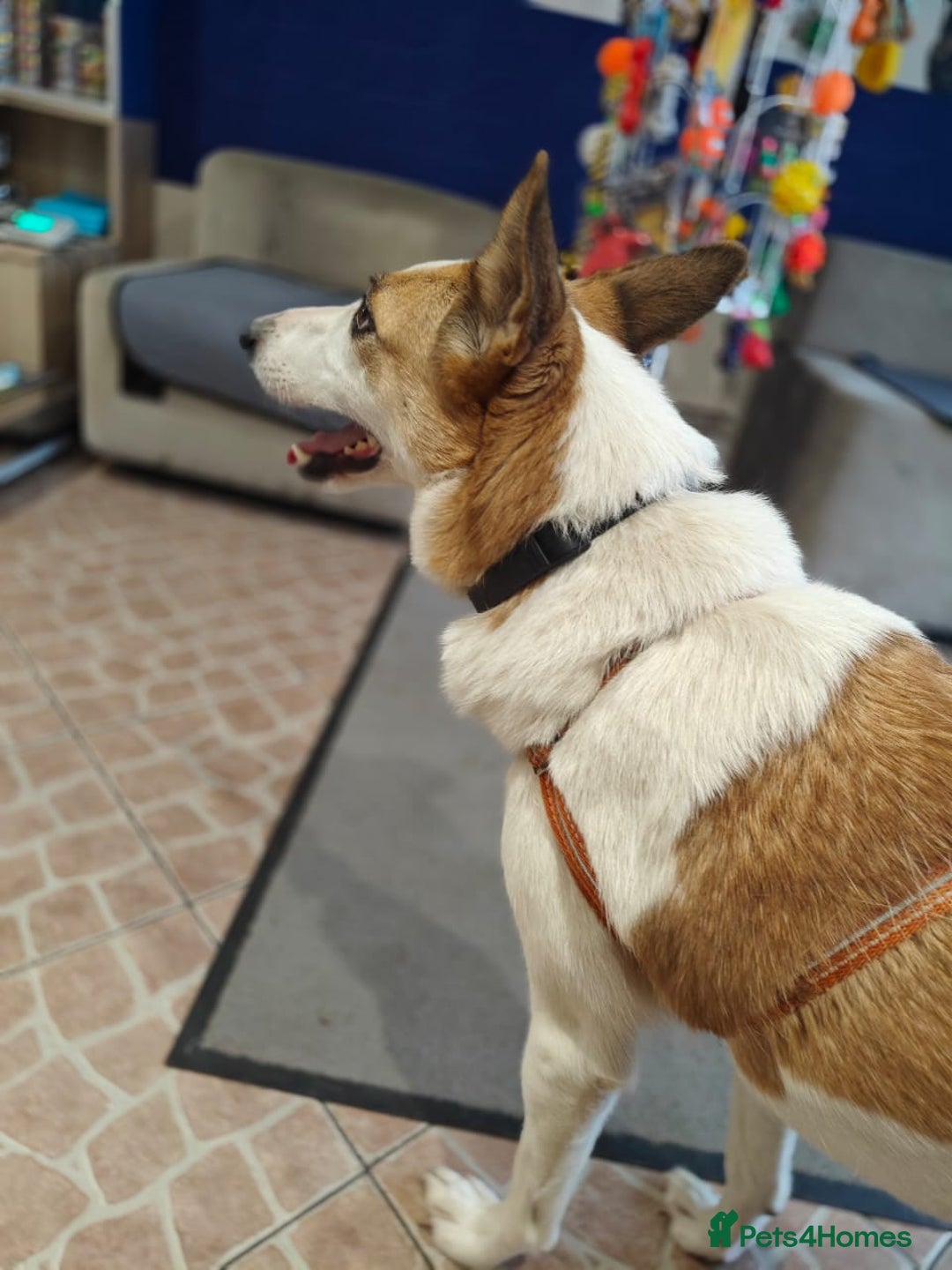 Mixed Breed dogs for adoption: ❤️Alaya❤️- Gentle 4 years old girl  - Advert 8