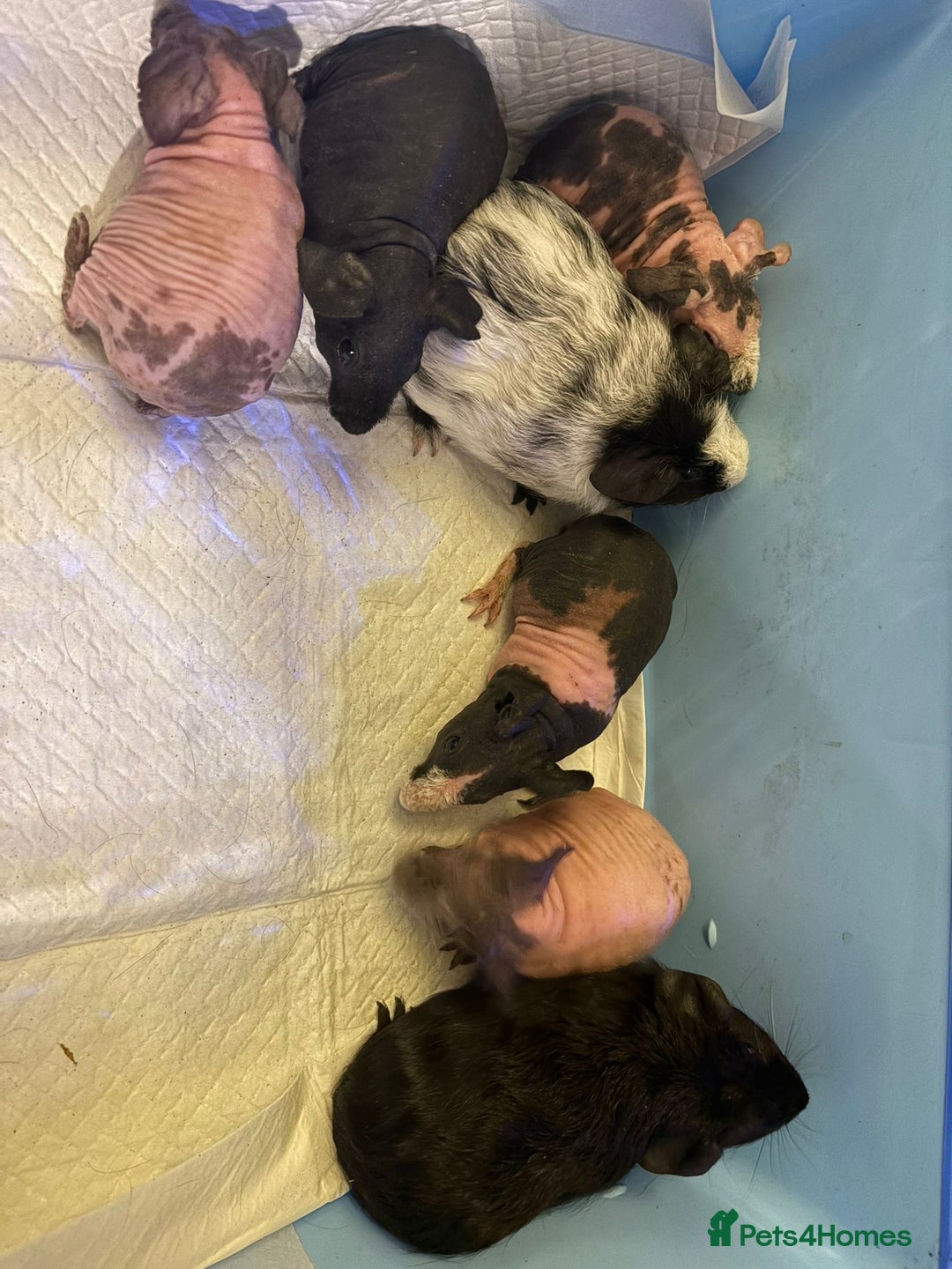 Guinea Pig rodents for sale: Skinny Pigs and Skinny Carriers - Image 14