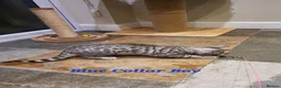 Bengal cats for sale: 🐆🐆Beautiful Pedigree Bengal Kittens🐆🐆  - Advert 15