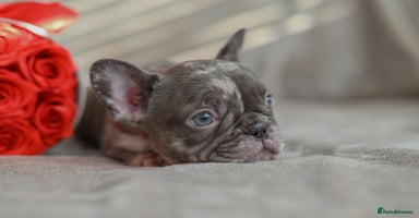 French Bulldog dogs - Advert 4