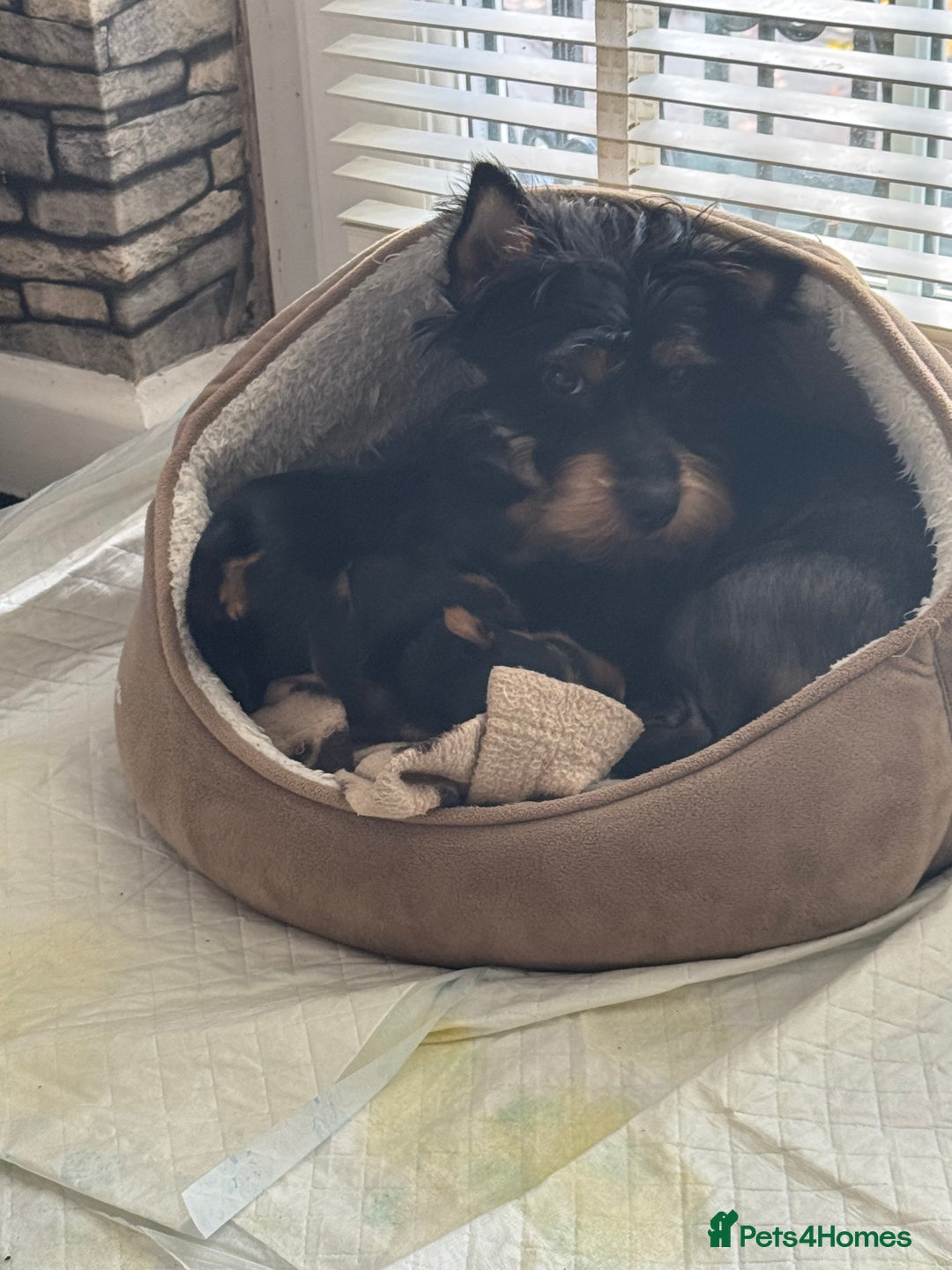 Yorkshire Terrier dogs for sale: Yorkshire Terrier Puppies  - Advert 10