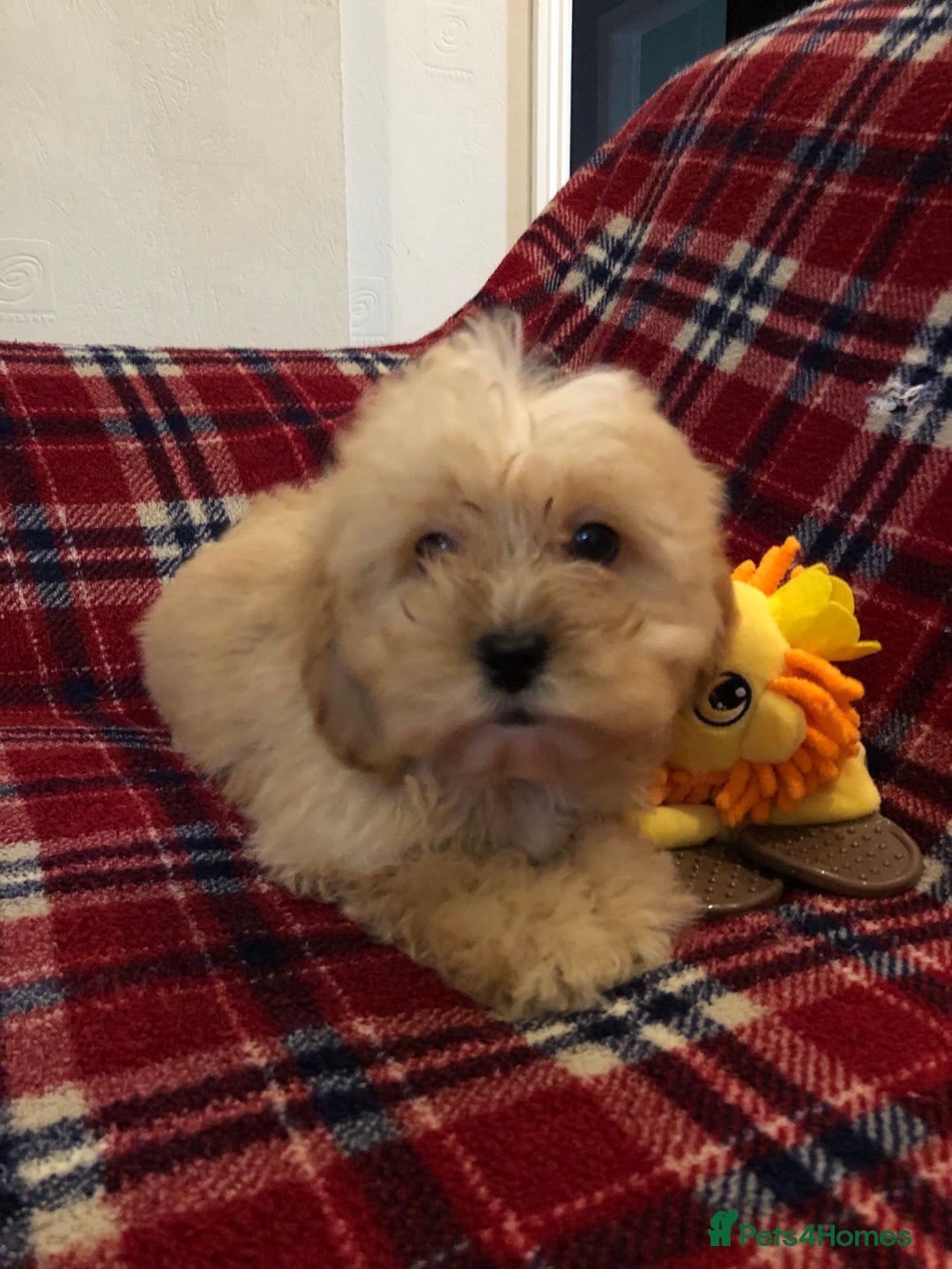 Shihpoo dogs for sale: shihpoo puppies for sale  - Advert 16