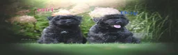 Bouvier Des Flandres dogs for sale: Bouvier des Flandres FCI/ZKwP in West Wickham - Advert 3