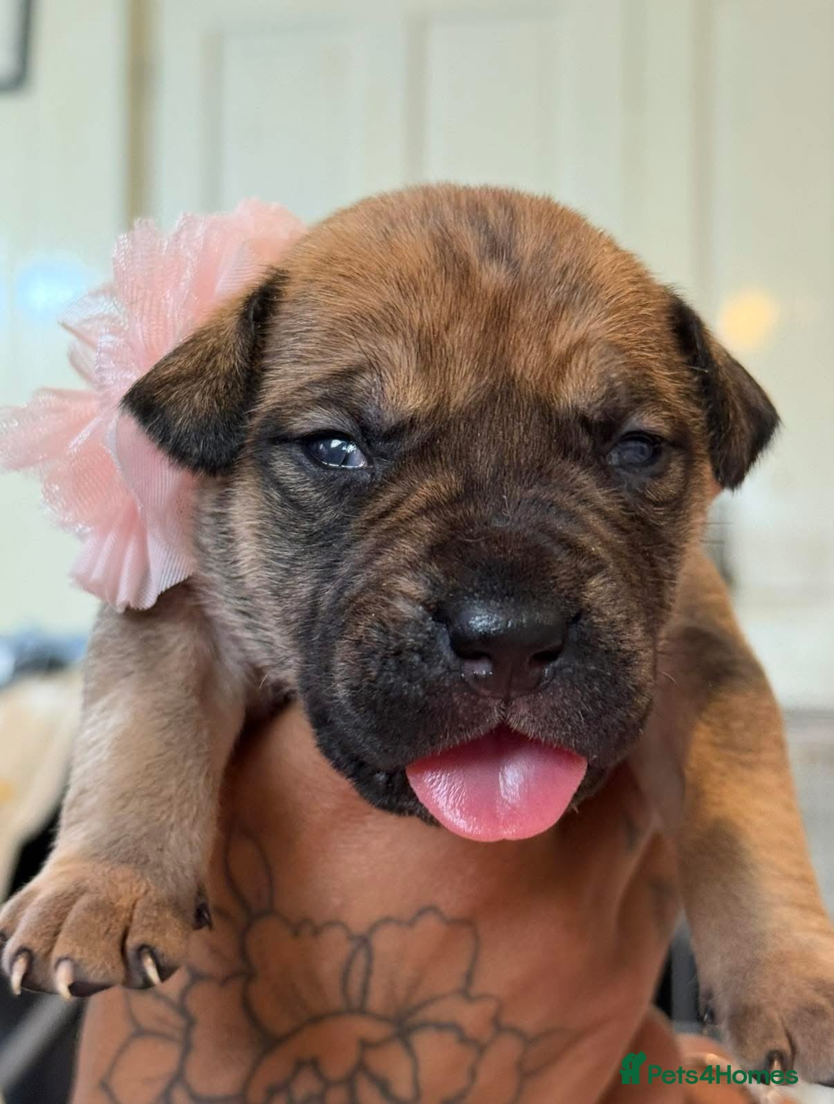 Mixed Breed dogs Bull presa pups  - Advert 13