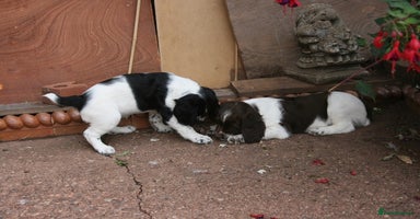 English Springer Spaniel dogs - Advert 3