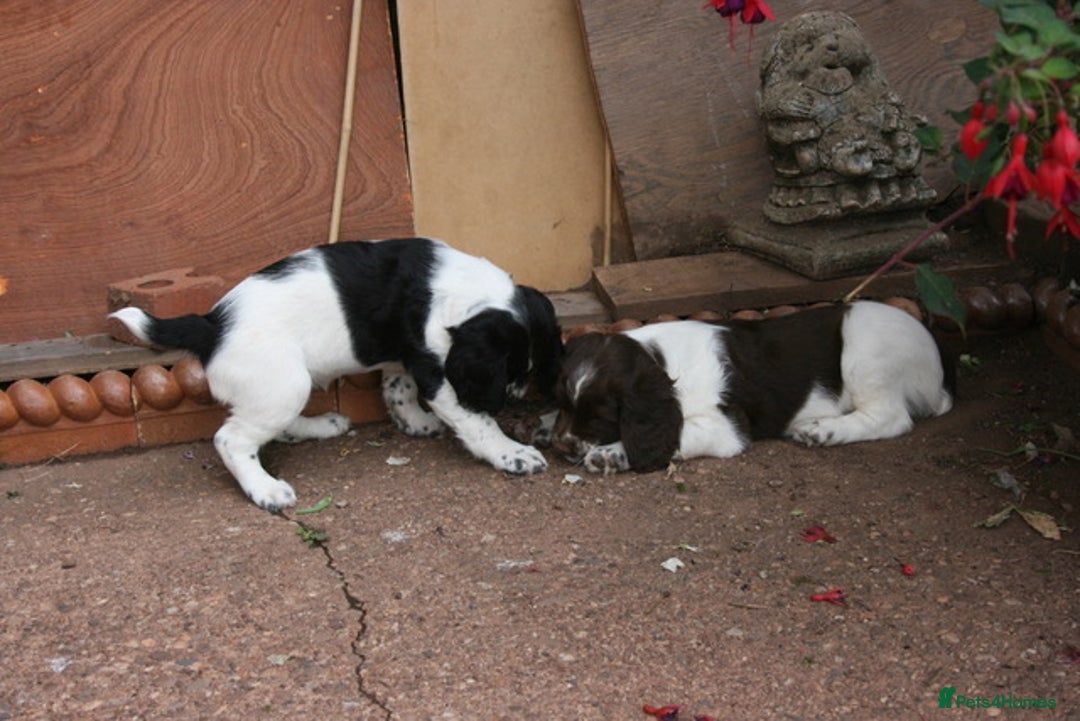 English Springer Spaniel dogs for sale: Family bred and home reared.  - Image 3