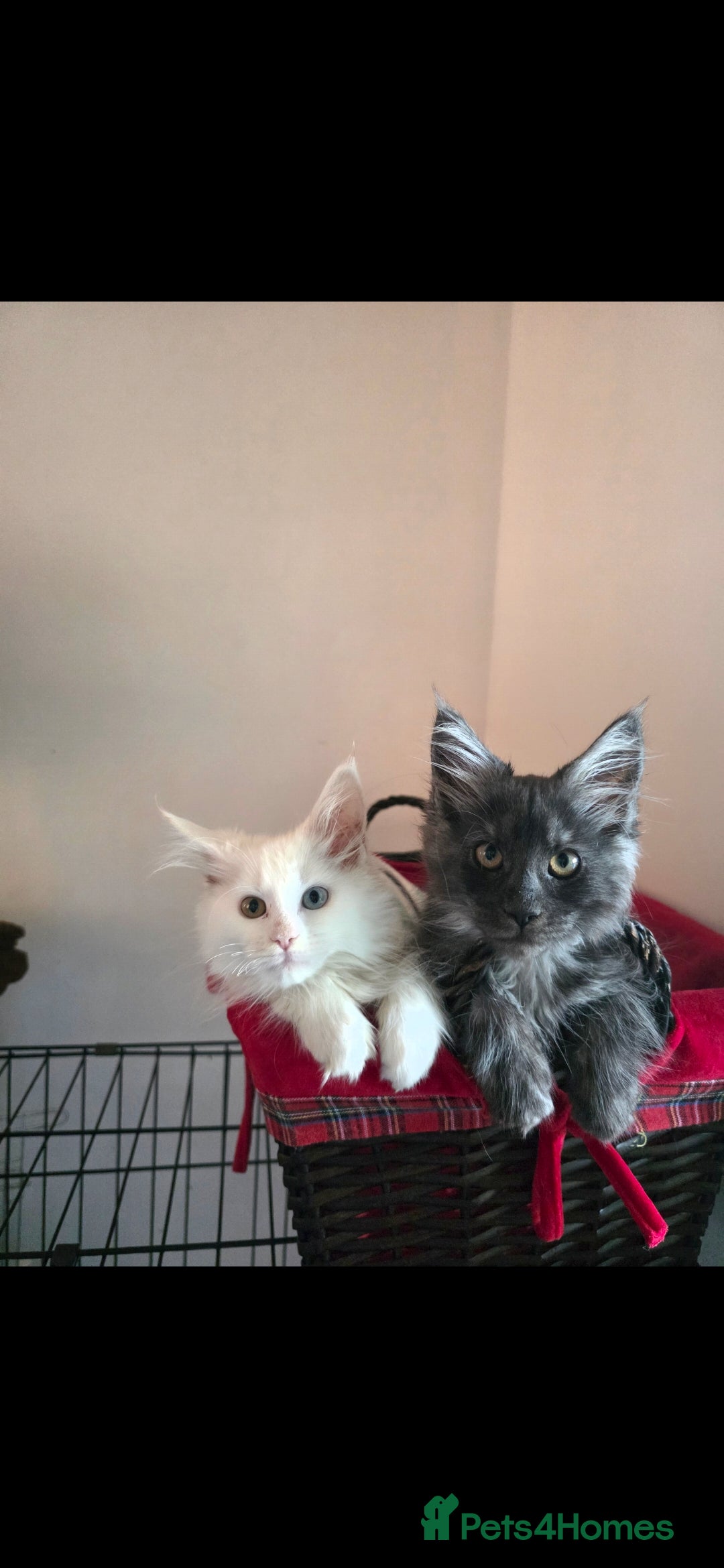 Maine Coon cats for sale: Pedigree XL Mainecoon kittens - Image 4