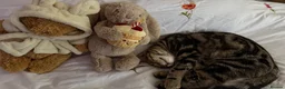 Mixed Breed cats for sale: 6 month old cute Kitten  - Advert 5