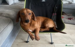 Dachshund dogs for sale: Price Reduced Dachshund Pup - Image 7