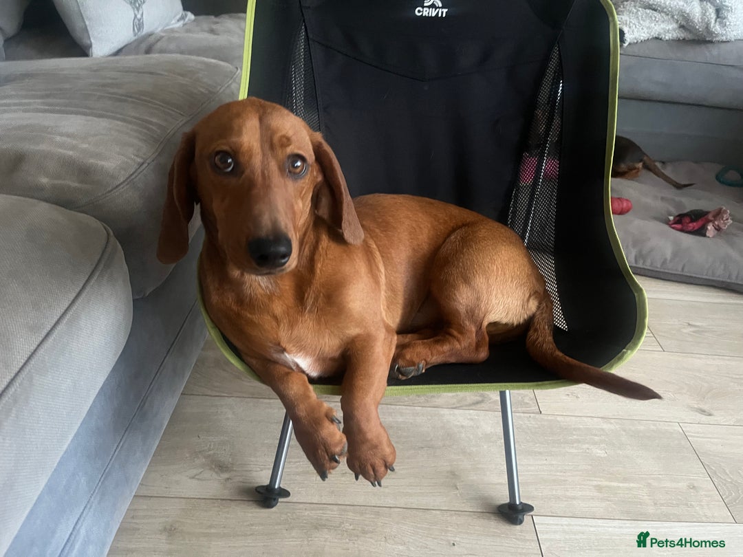 Dachshund dogs for sale: Price Reduced Dachshund Pup - Image 7
