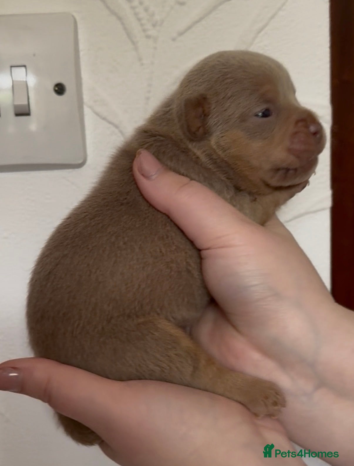 Olde English Bulldogge dogs 7 old tyme bulldog puppies available  - Advert 1