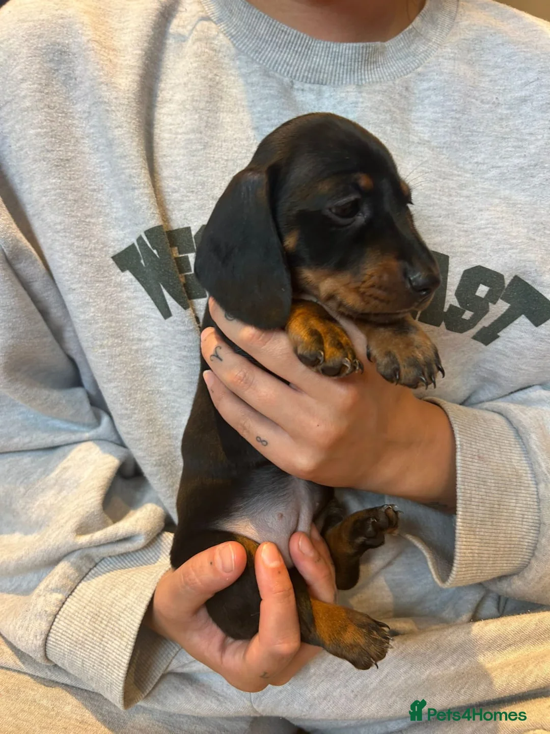 Miniature Dachshund dogs for sale: Beautiful Miniature Dachshund Puppies - Advert 12