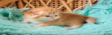 British Shorthair Golden Shaded
