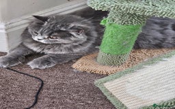 British Shorthair cats for sale: British shorthair and longhair  - Image 19
