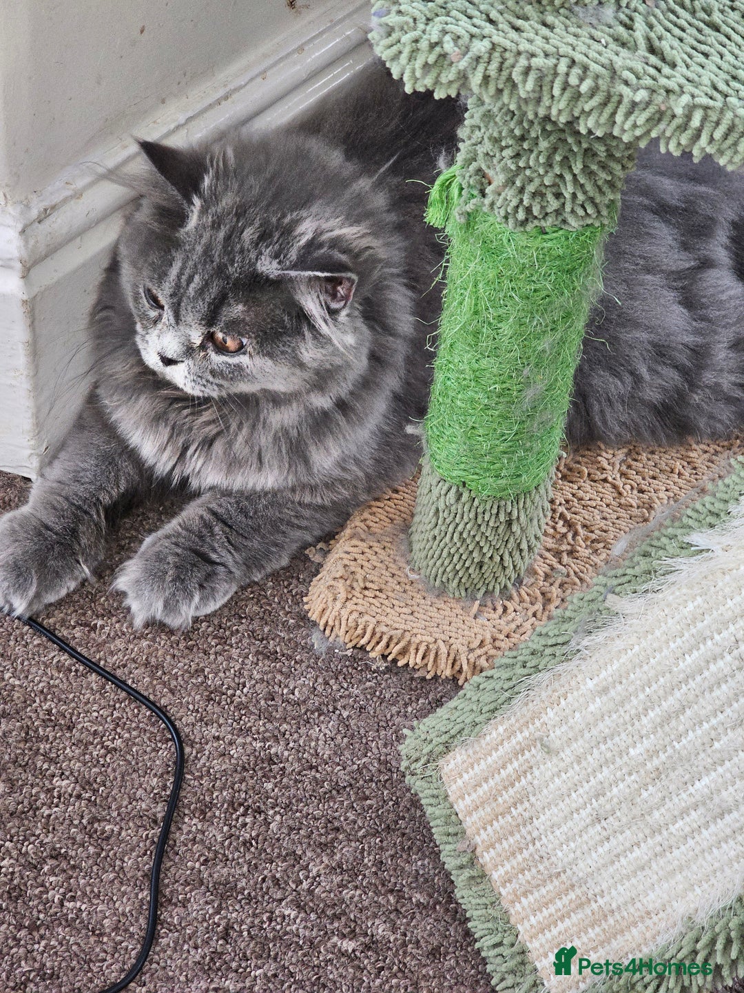 British Shorthair cats for sale: British shorthair and longhair  - Image 19