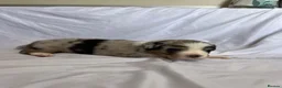 Australian Shepherd dogs for sale: Australia shepherd kc puppies 4 girls  - Advert 26