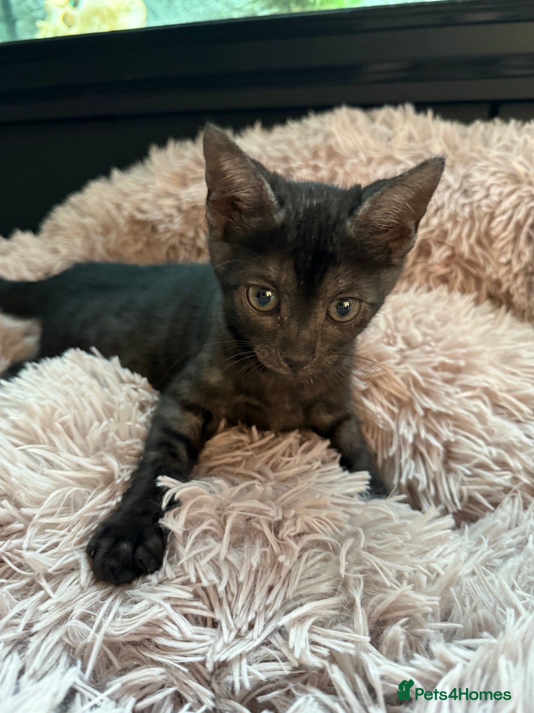 Bengal cats for sale: Three Stunning Bengals for sale 🖤 - Image 3