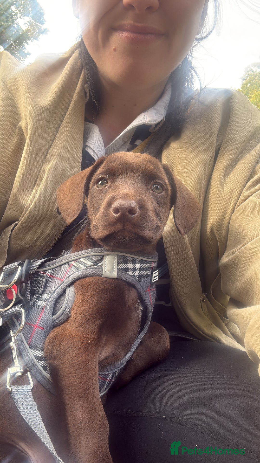 Cockerdor dogs for sale: 9 Week Old Lab- Spaniel Puppy - Image 3