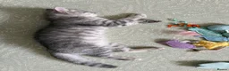 British Shorthair cats for sale: 🏆GCCF Rare Lilac Tabby  - Advert 17