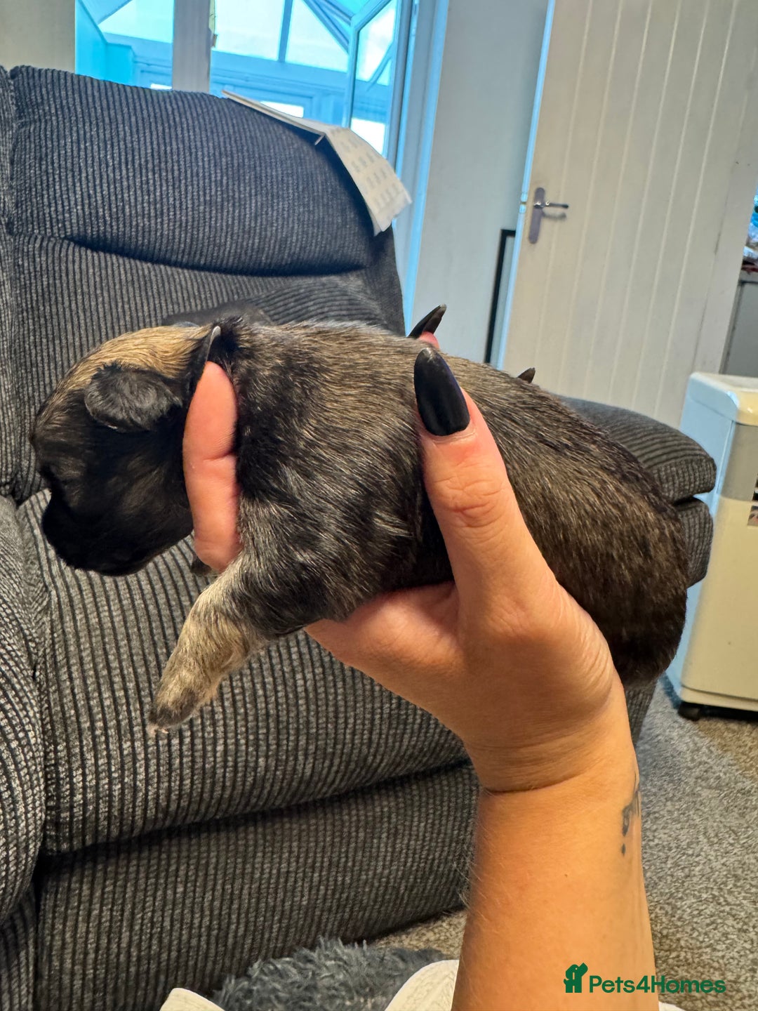 Chihuahua dogs for sale: Chihuahua puppies for sale - Image 5