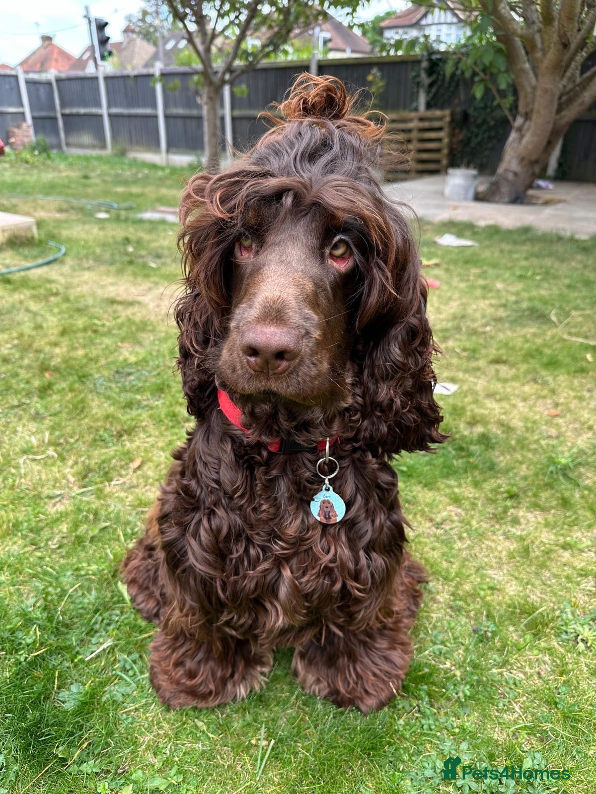 Cocker Spaniel dogs STUNNING CHOCOLATE COCKER SPANIEL  - Advert 8