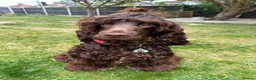Cocker Spaniel dogs for stud: STUNNING CHOCOLATE COCKER SPANIEL  in Chelmsford - Advert 1
