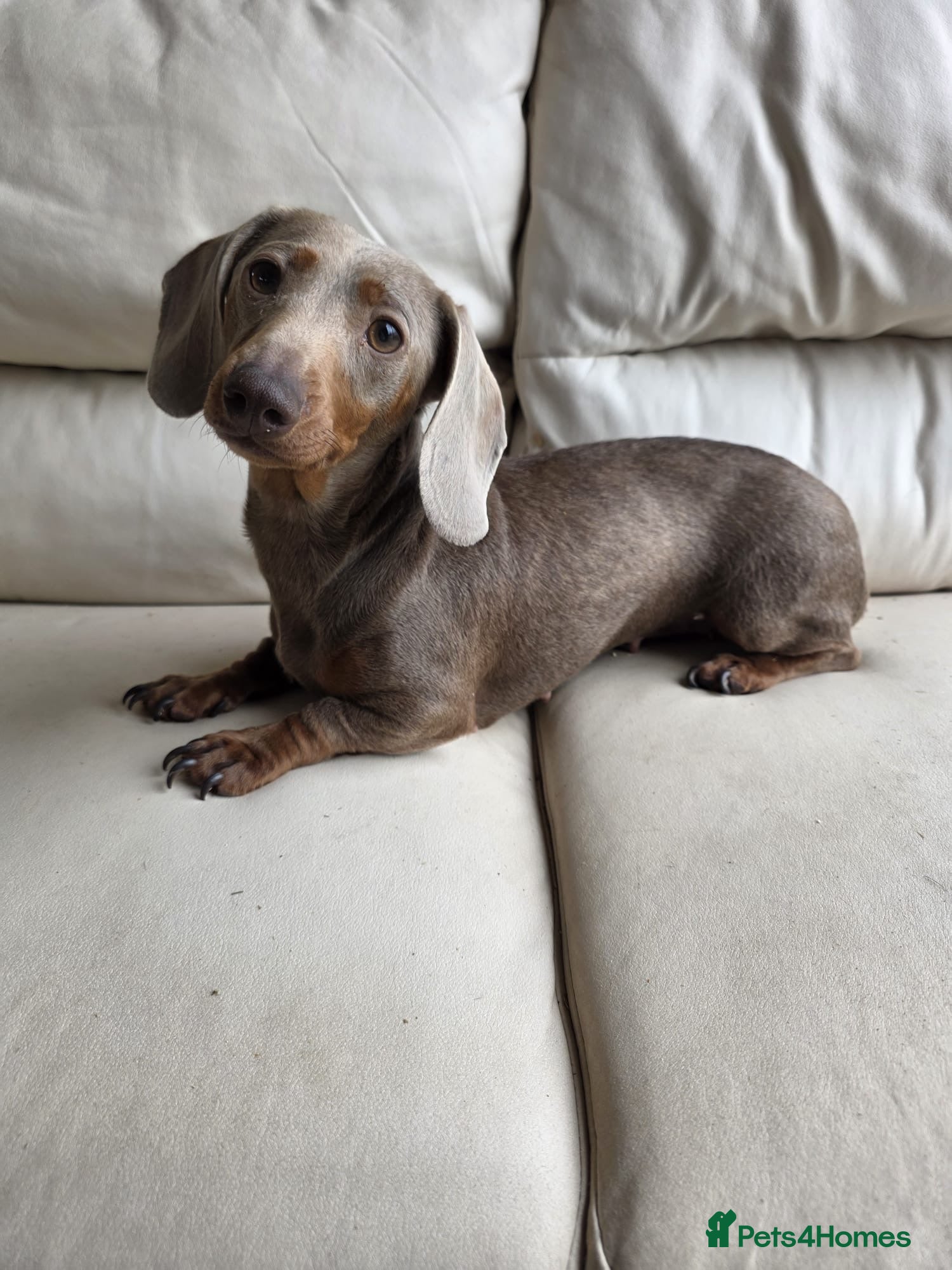 Dachshund dogs Isabelle and tan girl  - Advert 3