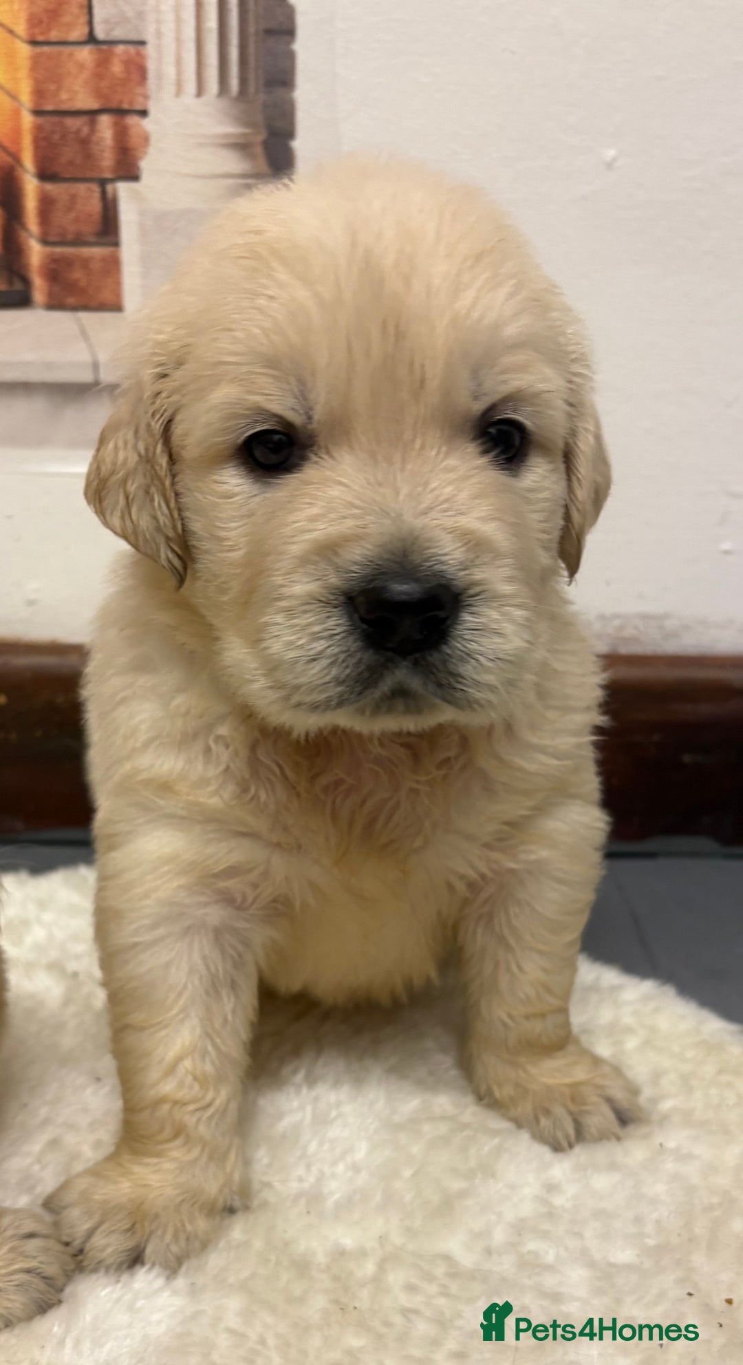 Golden Retriever dogs for sale: Golden Retriever Pups from Health Tested Parents  - Advert 22