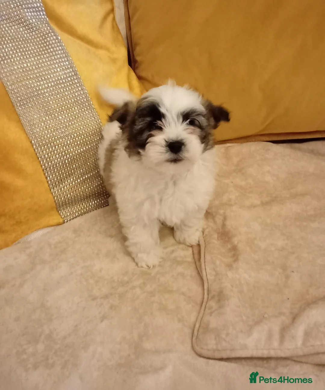Maltipoo dogs for sale: Maltipoo puppies  - Advert 2