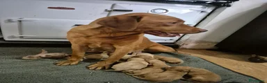Labrador Retriever 9