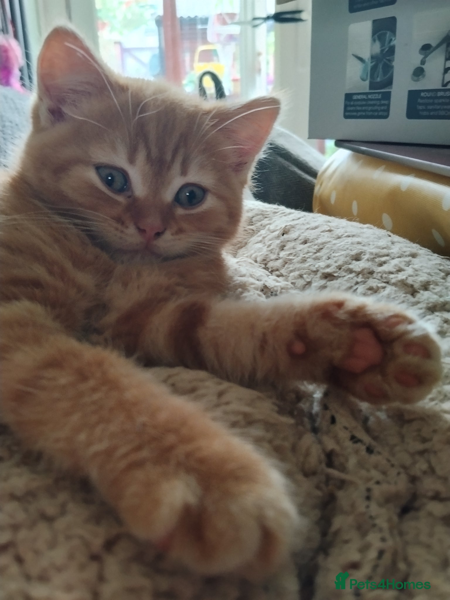 Scottish Fold cats 3 ginger Scottish fold and straight  available  - Advert 10