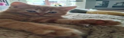 Scottish Fold cats for sale: 3 ginger girls and one boy available    - Advert 14
