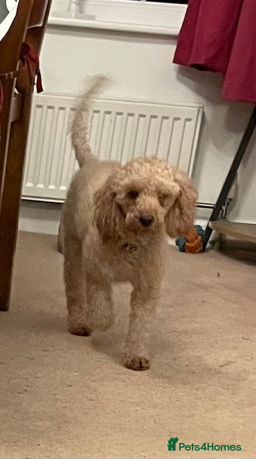 Toy Poodle dogs for sale: Beautiful KC Reg Toy Poodle (Health Tested) - Advert 3