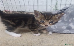 Mixed Breed cats for sale: Gorgeous Bengal x babies **READY NOW** - Image 16